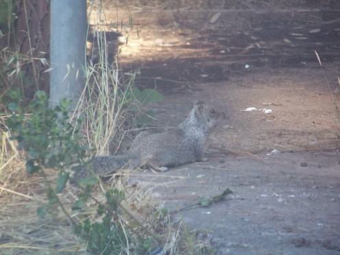 Food stowage is important so that small creatures, like this squirrel, or larger ones, such as raccoons, will not disturb the campground.  Dumpsters are available at Camp Bu-Shay.