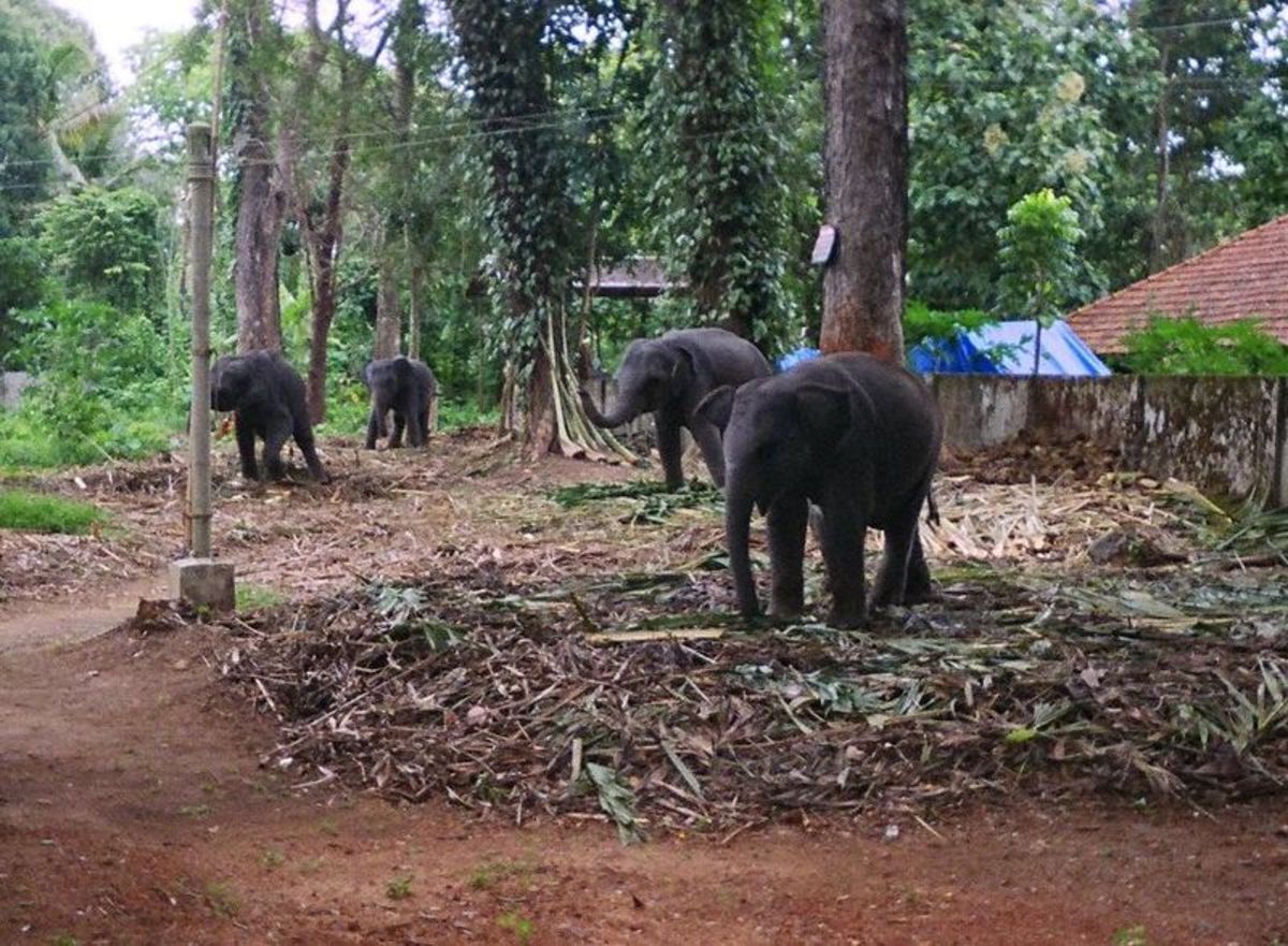 Elephants at Kodanad