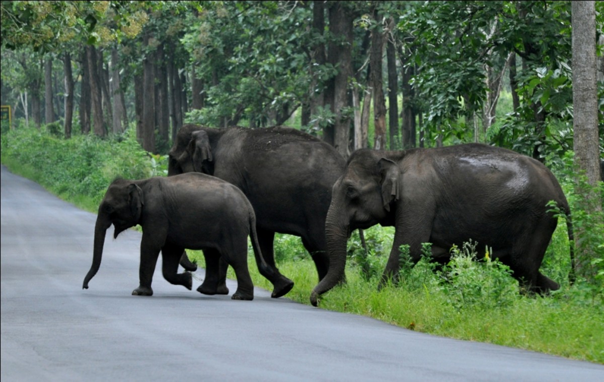 Elephants crossing a road passing through a forest