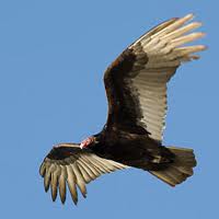 Turkey Vulture Soaring with wings in typical shallow 'v' configuration to hold the bird aloft at low altitudes.