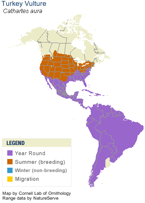 Turkey Vultures are common all over the Americas.