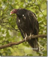 Turkey Vulture roosting on a tree branch.