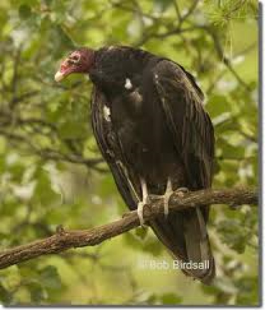 the truth about turkey vultures hubpages the truth about turkey vultures hubpages