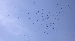 A flock of vultures circling in the sky is called a 'kettle'. 