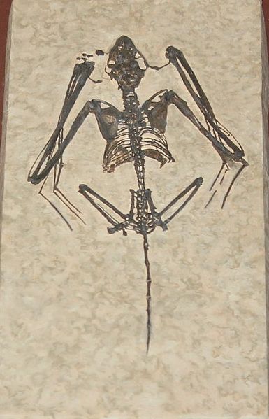 A good quality fossil can be worth thousands of dollars