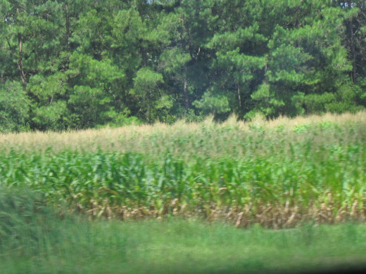 On Saturday, we headed to North Carolina for a fish fry. Along the road we passed numerous corn fields which brought back memories. While some family members enjoyed a water park.