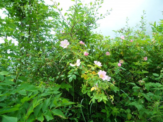 Wild Irish roses of hedgerows