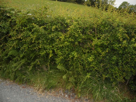 A typical hedgerow