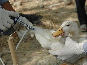 Vaccinating ducks