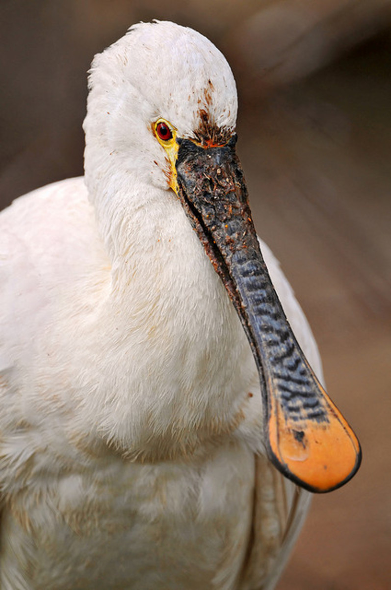 10 Most Beautiful Birds having Unique Beaks HubPages