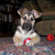 Smokey, 7 weeks (2011) Smokey, 7 weeks (2011)
