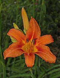 Daylily flower and buds