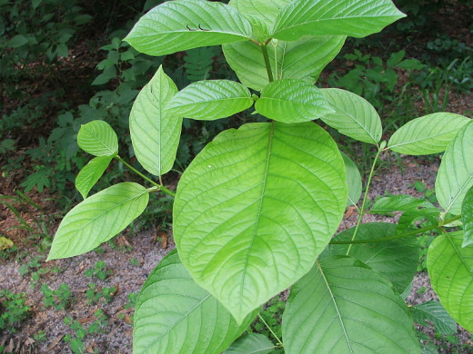 An immature Mitragyna speciosa tree, which will grow to about 30' high and 15' in diameter.