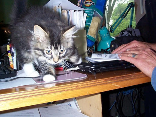 Sinba Exploring the Computer Desk