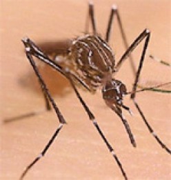 insect facts - the Aedes mosquito