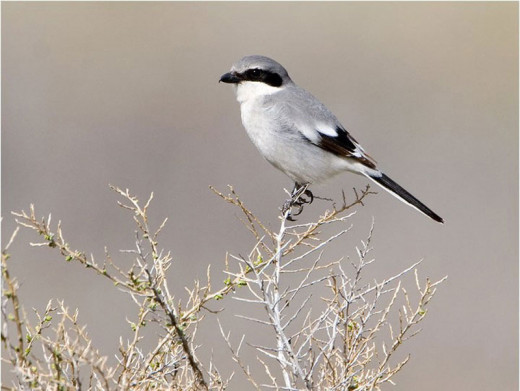 Northern Shrikes love little lizards and insects found in ditch areas.