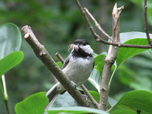 Black-capped Chickadee found a juicy insect for her chicks.