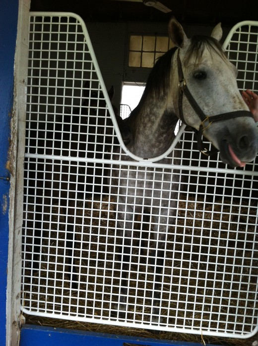 New Mother at Stud Farm