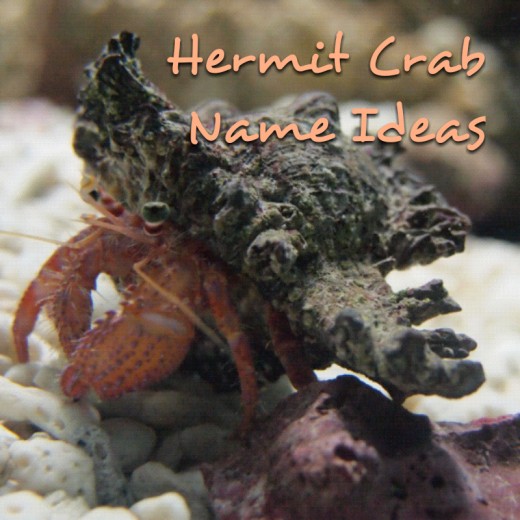 Hermit Crab Names PetHelpful