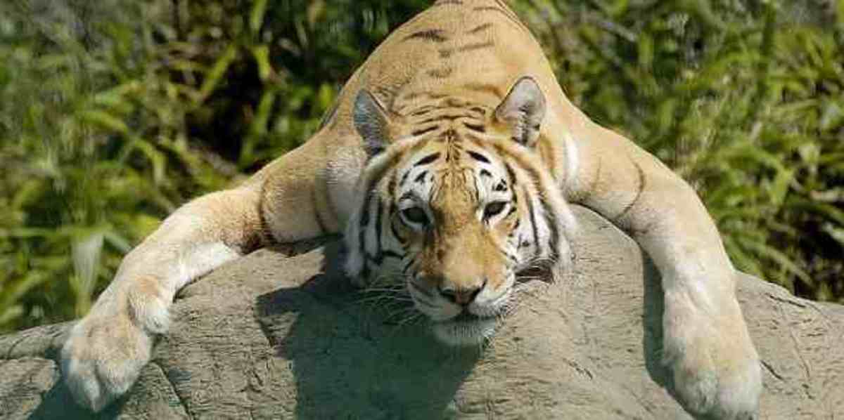 Isle of Wight Zoo Tigers