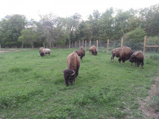Bison at Ouabache State Park