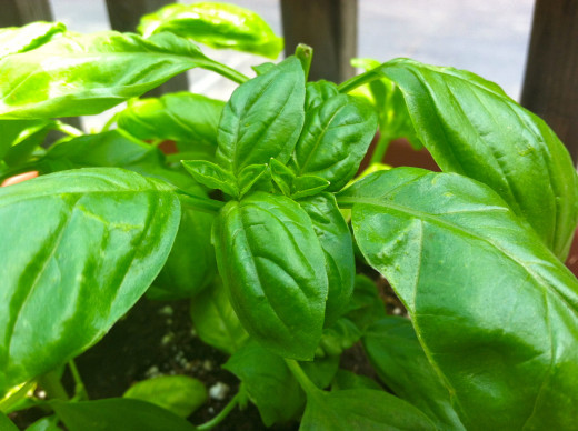 The more you harvest basil the more it will produce.