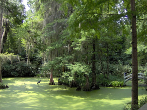 Magnolia Plantation Pond Area