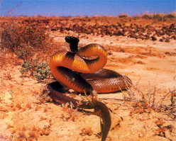 http://s2.hubimg.com/u/8210217_f248.jpg