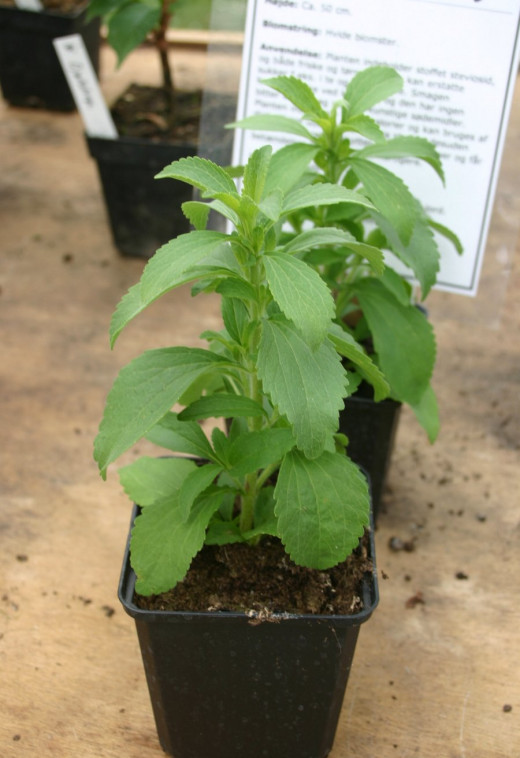 A Stevia rebaudiana plant.