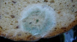 How Mold and Spores Affect Food