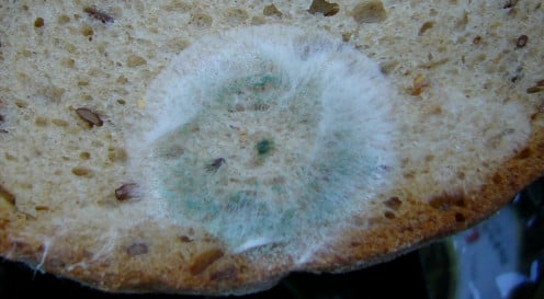 Mold on Bread