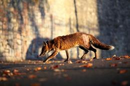 Poor condition urban fox