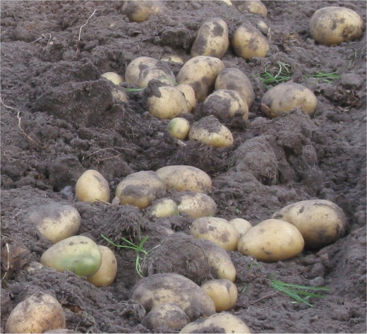 Harvest time! These potatoes are ready to eat. However, there are green potatoes in this picture. Green potatoes are toxic and should not be eaten!
