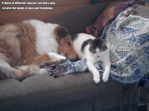 Animals Feel It