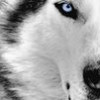 Wolf Bluelight profile image
