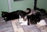 Max and Fiona in Living Room