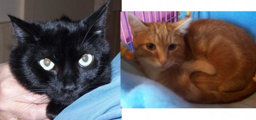 Darcy and Blaze 