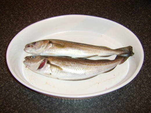 Freshly caught whiting