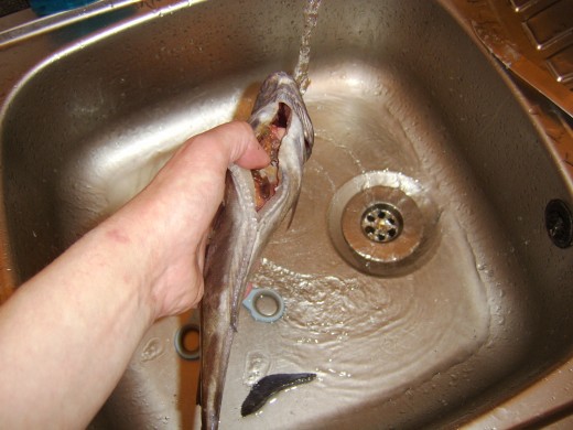 Gutting a freshly caught whiting
