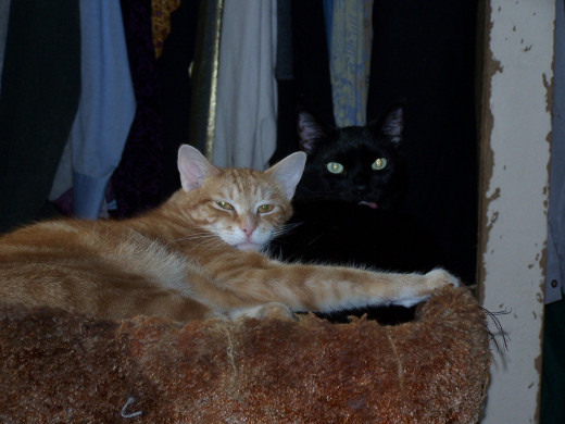 Blaze and Darcy, on cat tree, if I had tried to touch them they would have been gone and hidden again