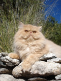 Most Popular Cat Breeds