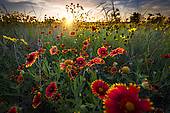 Field of wild flowers at dawn