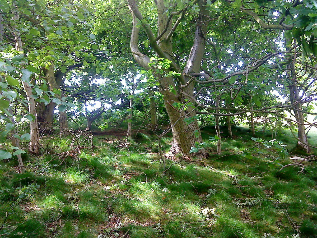 Top of Seckar Wood, West Yorkshire, England. Small oaks and saplings.