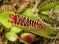 Amazing Carnivorous Plants: Nature’s Bug-Eating Wonders.