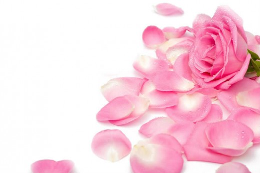 Rose petals for your lady