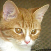 Beth Haines profile image
