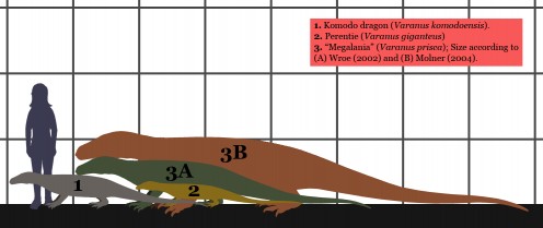 Size comparison between Komodo dragon, perentie, and Megalania.