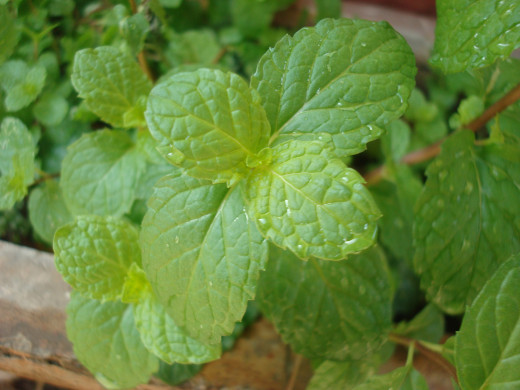 Mint is delicious in iced tea.