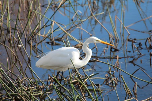 The elegant Eastern Great Egret