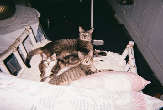 Another picture of Dixie and her 'chicks'.... Callie and Tiger.  Careful you might not see Callie.